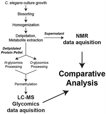 Correlations Between LC-MS/MS-Detected Glycomics and NMR-Detected Metabolomics in Caenorhabditis elegans Development
